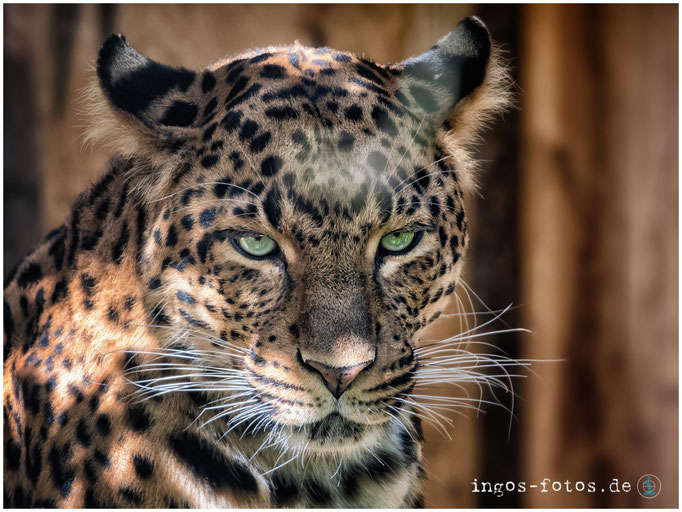 Chinesischer Leopard, Zoologischer Stadtgarten, Karlsruhe