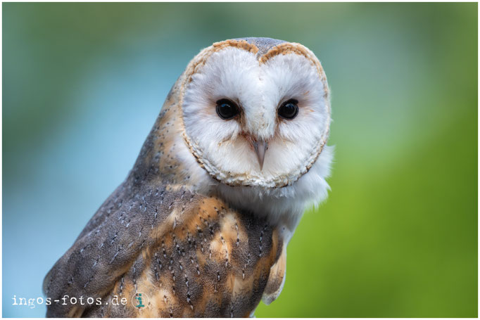 Schleiereule, WildtierPark Edersee