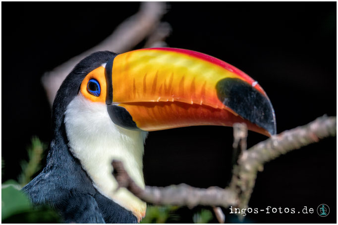 Riesentukan, Weltvogelpark Walsrode