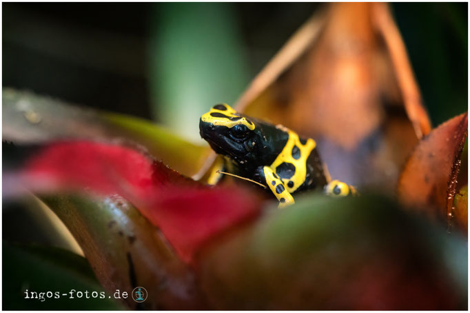 Pfeilgiftfrosch, Zoo Frankfurt