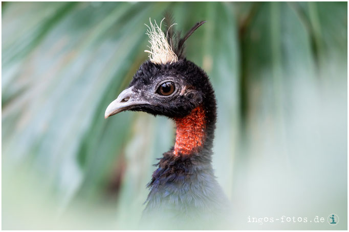 Kongopfau, Zoo Frankfurt