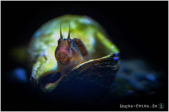 Schleimfisch, Zoo Frankfurt