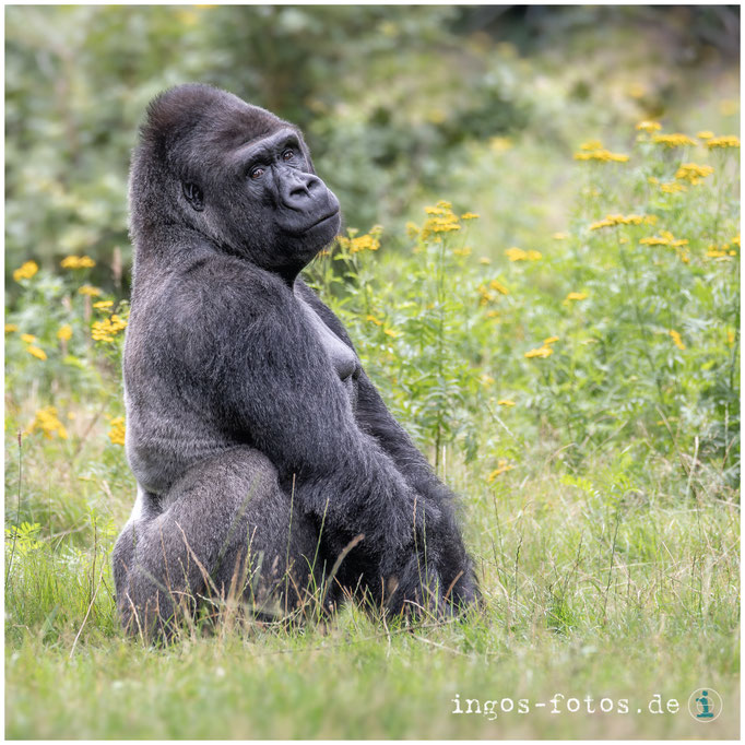 Ein Königreich für seine Gedanken - Flachland-Gorilla "Jambo", Apenheul