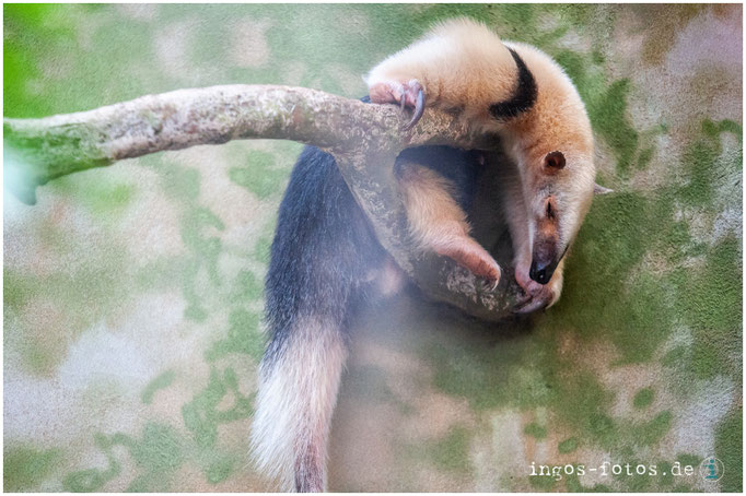 Tamandua, Zoo Frankfurt