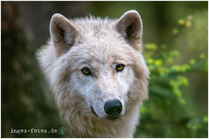 Hudson Bay Wolf, Wildpark Lüneburger Heide