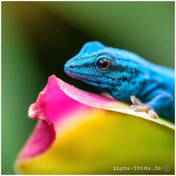 Türkisgecko, Zoo Frankfurt