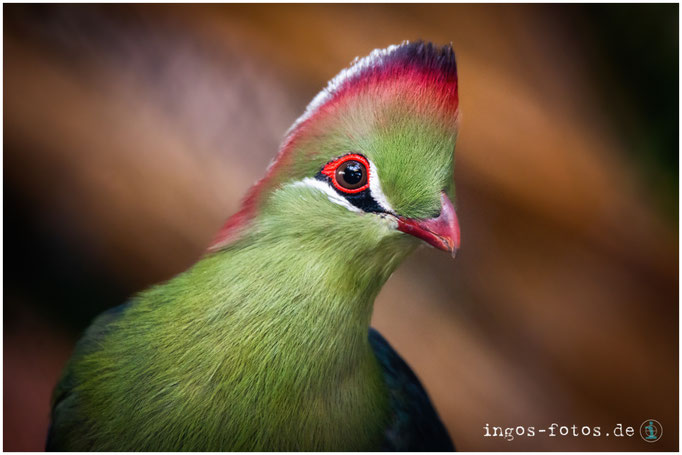 Fischerturako, Zoo Frankfurt