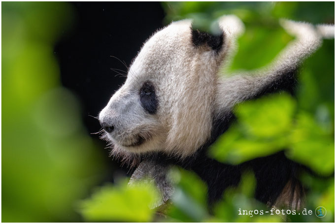 Großer Panda, Zoo Kopenhagen