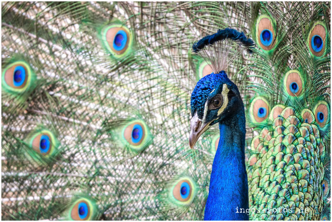 Pfau, Zoo Frankfurt