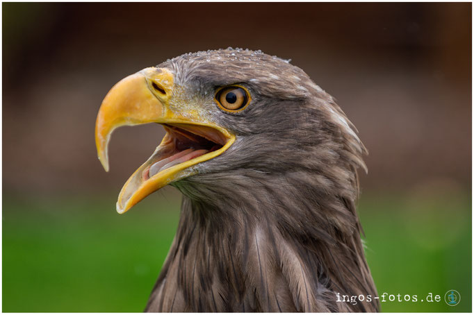 Adler, Adlerwarte Berlebeck