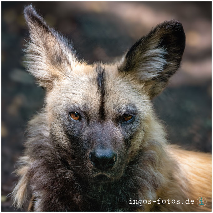Wildhund, Zoo Frankfurt