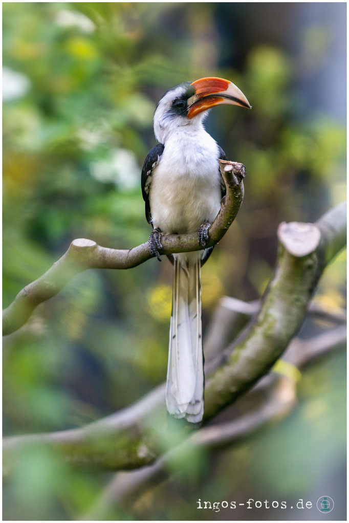 Von der Decken Toko, Zoo Frankfurt