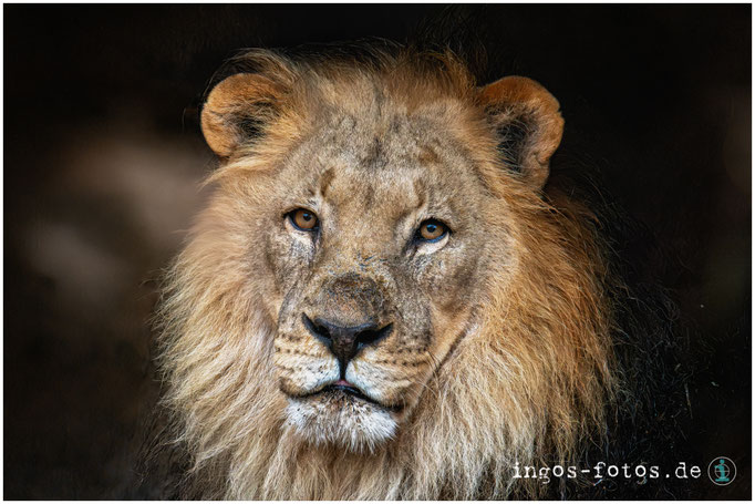 Afrikanischer Löwe, Zoo Basel