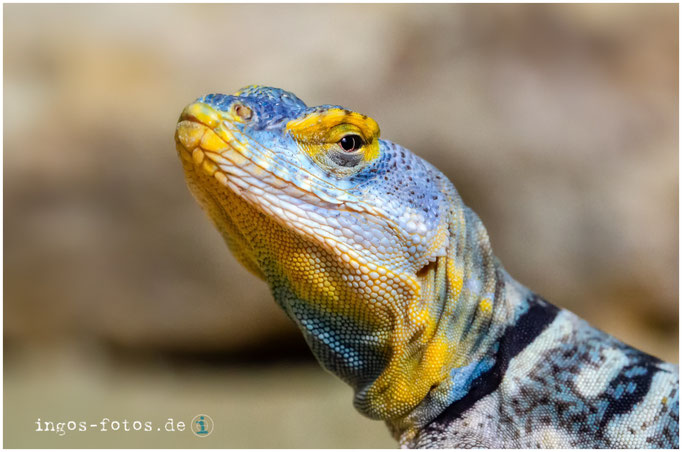 Felsenleguan, Zoo Frankfurt