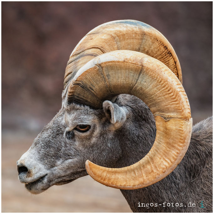 Dickhornschaf, Royal Burgers’ Zoo, Arnheim