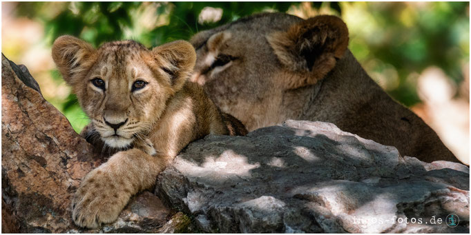 Asiatische Löwen, Zoo Frankfurt