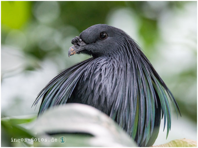 Mähnentaube, Zoo Frankfurt