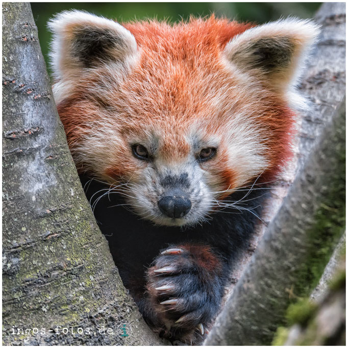 Roter Panda, Opel-Zoo, Kronberg