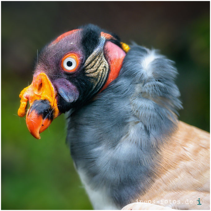 Königsgeier, Zoo Frankfurt