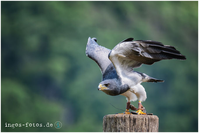 Andenbussard, WildtierPark Edersee