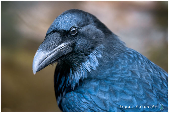 Kolkrabe, Zoo Frankfurt
