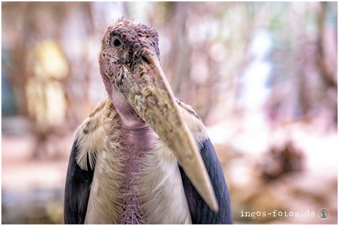 Marabu, Zoo Frankfurt