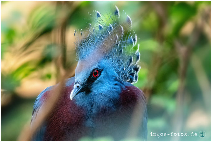 Fächertaube, Zoo Frankfurt