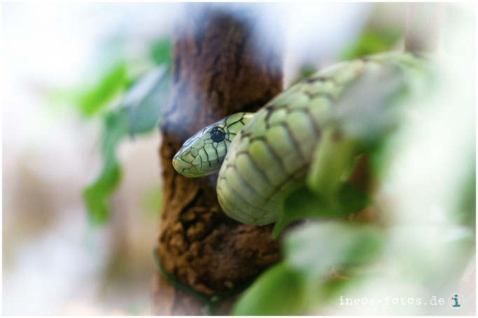 Grüne Mamba, Zoo Frankfurt