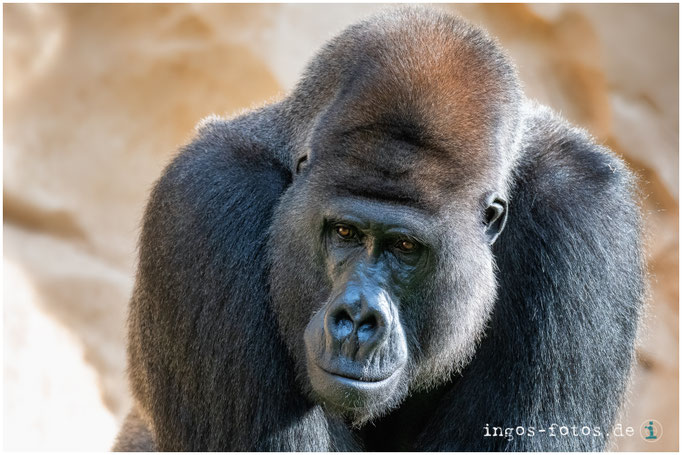 Westlicher Flachlandgorilla "Buzandi", Erlebnis-Zoo Hannover