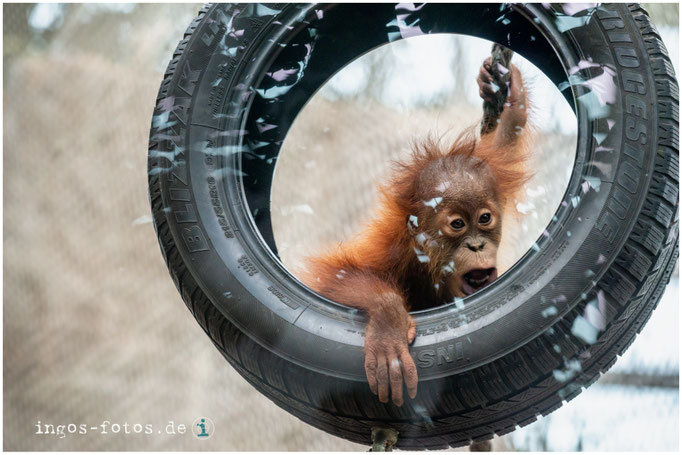 Orang Utan, Zoo Frankfurt