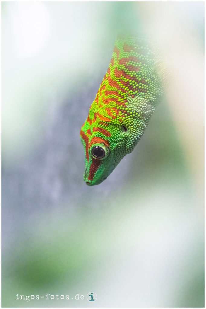Madagaskar Taggecko, Zoo Frankfurt
