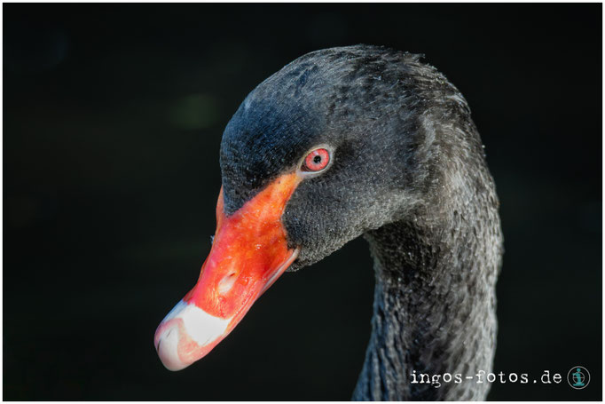 Schwarzer Schwan, Weltvogelpark Walsrode