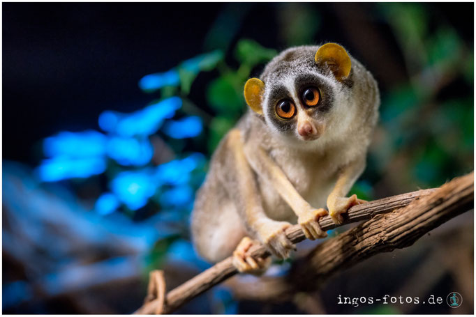 Schlanklori, Zoo Frankfurt
