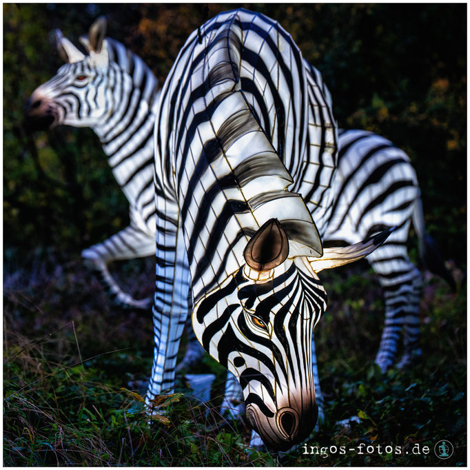 Zebras, "Zoo-Lights", Zoo Osnabrück