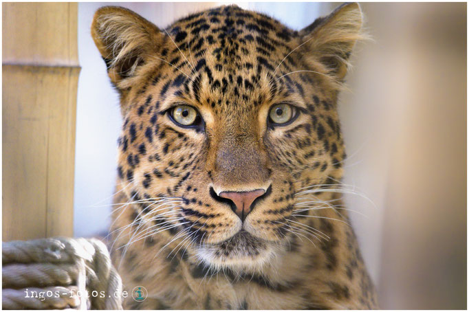 Chinesischer Leopard, Erlebnis-Zoo Hannover
