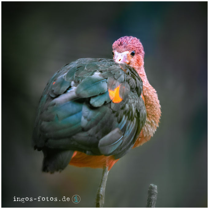 Roter Sichler, Zoo Duisburg