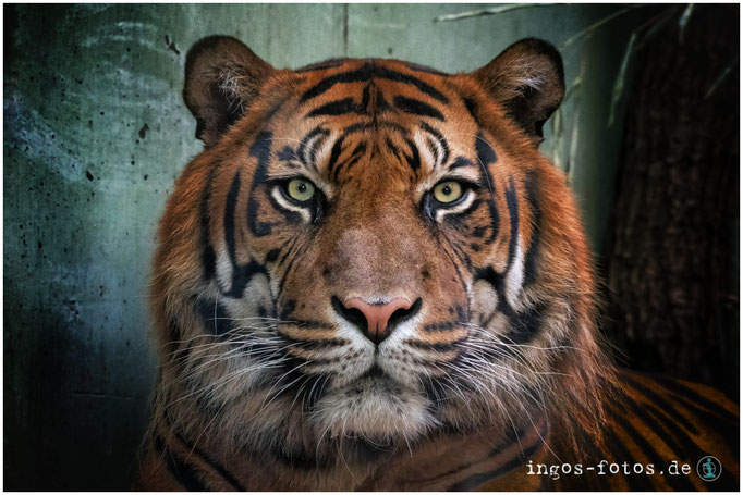 Sumatra-Tiger, Zoo Frankfurt