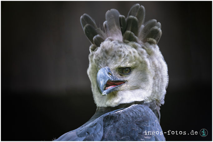 Harpyie, Weltvogelpark Walsrode