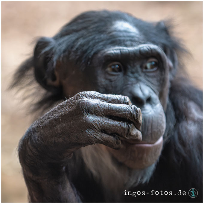 Bonobo, Zoo Frankfurt