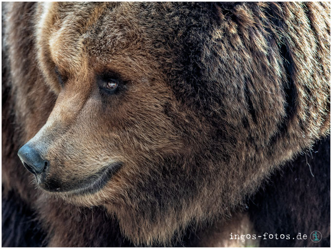 Kamtschatkabär, Wildpark Lüneburger Heide