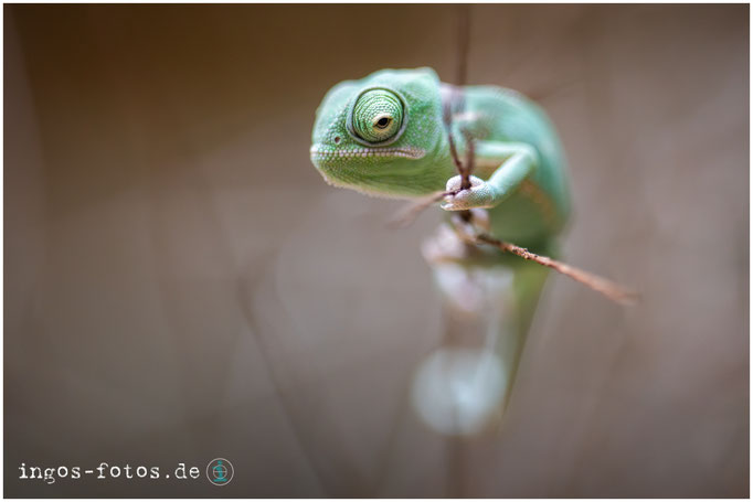 Lächeln? Ich LÄCHLE! - Jemenchamäleon, Zoo Berlin