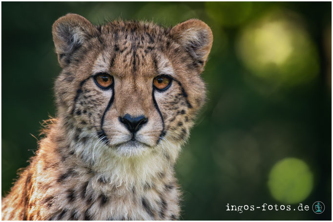 Gepard, Opel-Zoo, Kronberg