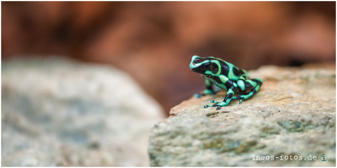 Pfeilgiftfrosch, Zoo Frankfurt