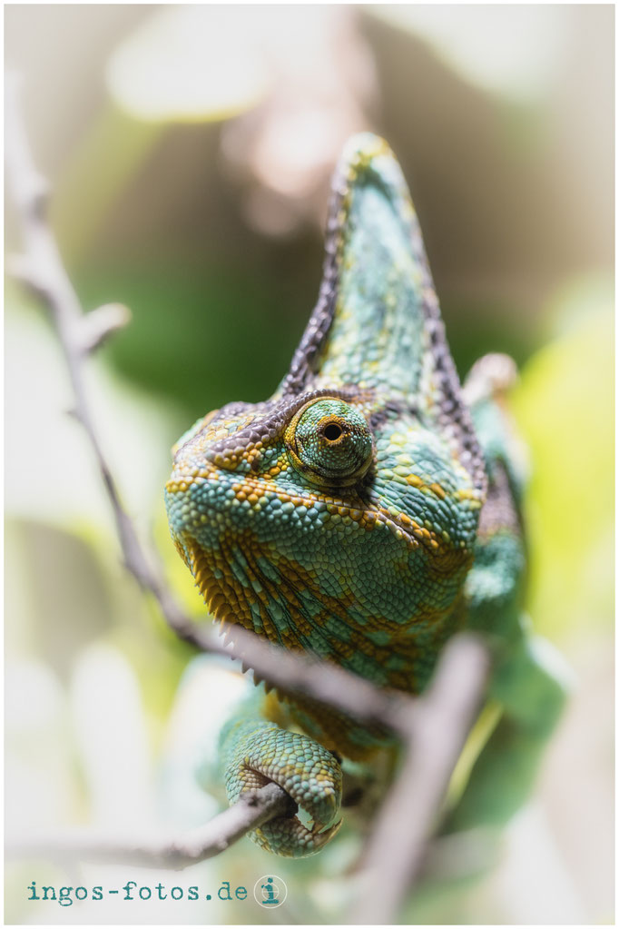 Jemen-Chamäleon, Zoo Berlin