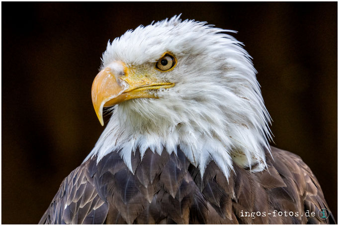 Der Wappenvogel - Seeadler, Tierpark Sababurg