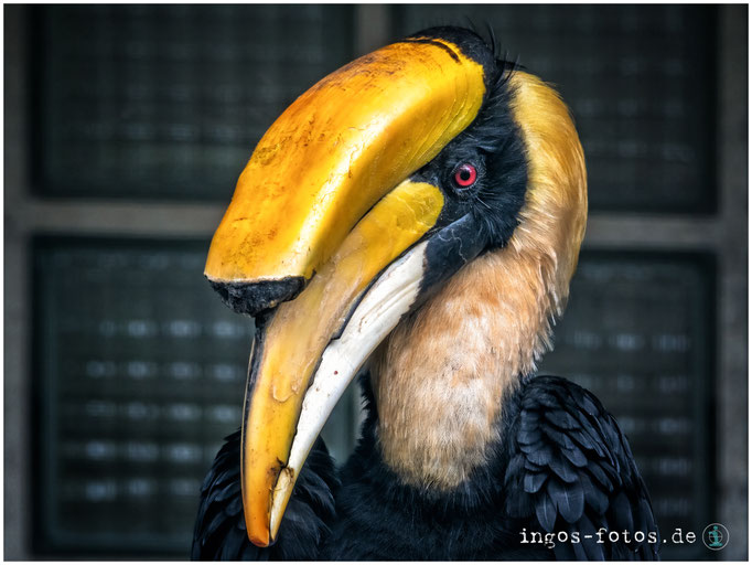 Doppelhornvogel, Weltvogelpark Walsrode