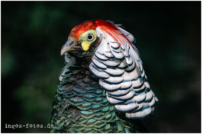 Diamantfasan, Wildpark "Alte Fasanerie", Hanau