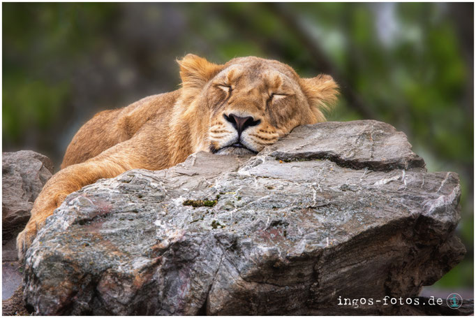 Anschmiegsam - Asiatischer Löwe, Zoo Frankfurt