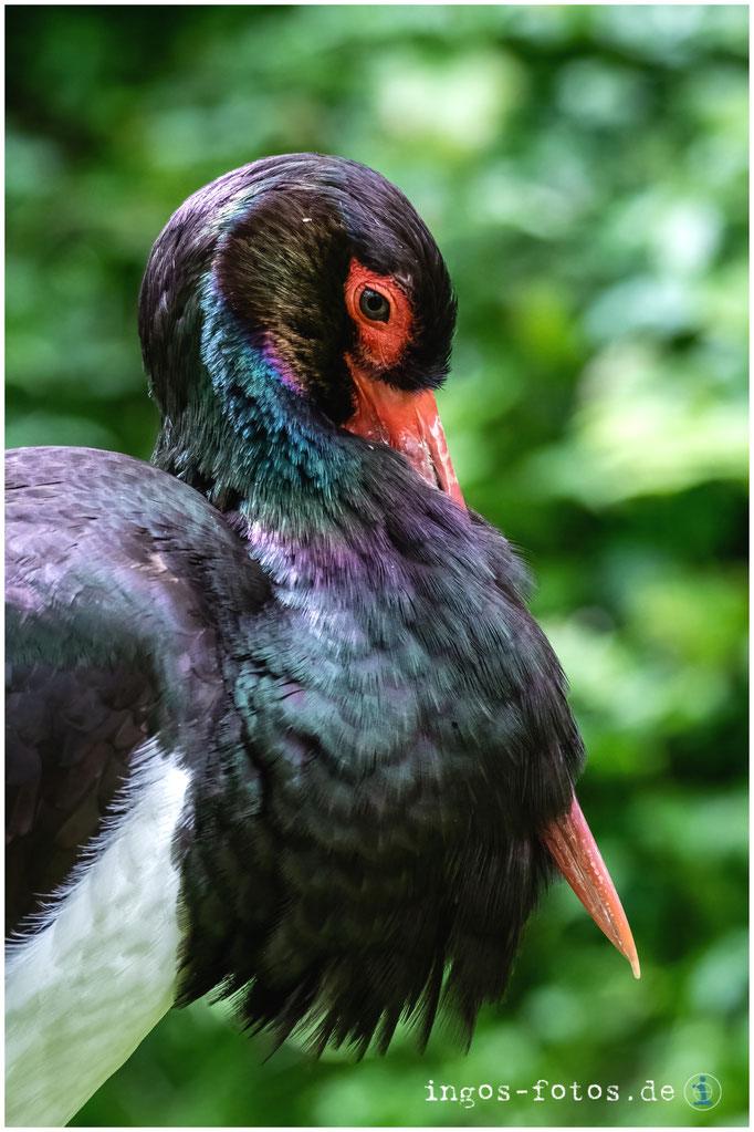 Schwarzstorch, Opelzoo Kronberg