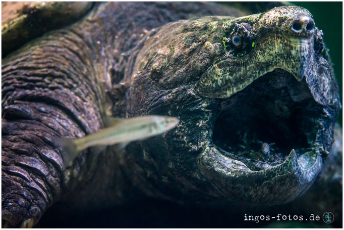 Geierschildkröte, Zoo Frankfurt